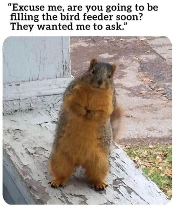 A squirrel standing politely on its hind legs, a funny animal meme about asking for the bird feeder.