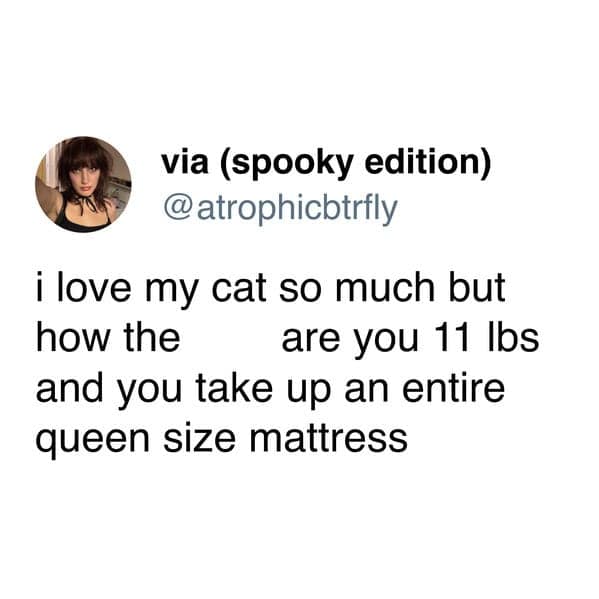 A funny cat meme tweet questioning how an 11 lb cat manages to occupy an entire queen mattress.