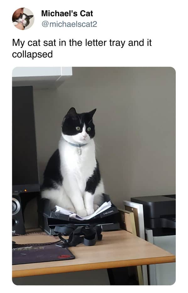 A funny cat meme showing a tuxedo cat sitting proudly in a collapsed letter tray on a desk.