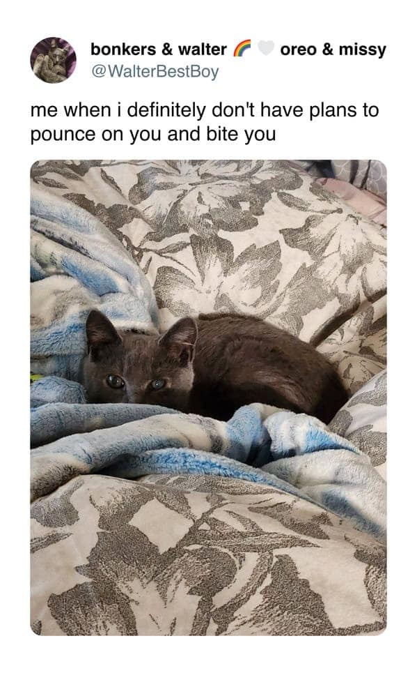 A funny cat meme showing a grey cat hiding in blankets, pretending it won't pounce or bite.