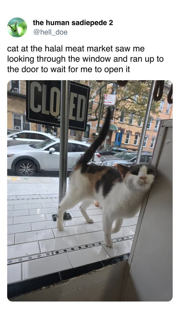 A funny cat meme showing a bodega cat eagerly waiting for a customer to let it inside.