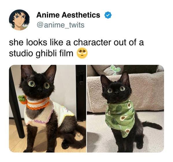 A cute funny cat meme showing a black cat in adorable outfits resembling Studio Ghibli characters.
