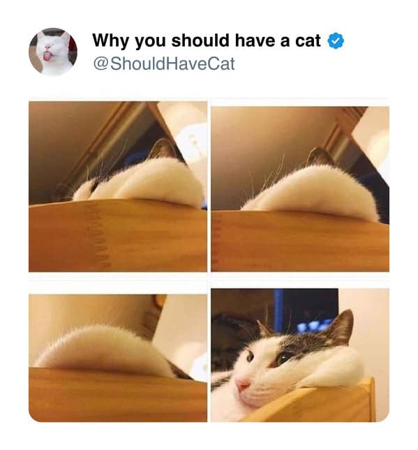A funny cat meme sequence showing a cat slowly peeking over a ledge as an argument for ownership