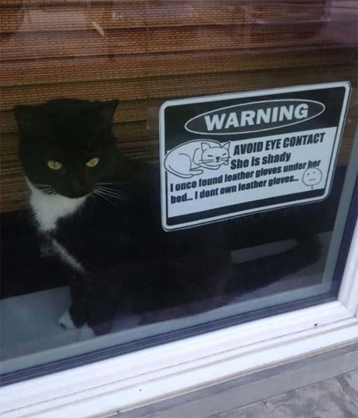 A spooky cat warning sign in a window that says to avoid eye contact because the cat is shady and might be a murderer.
