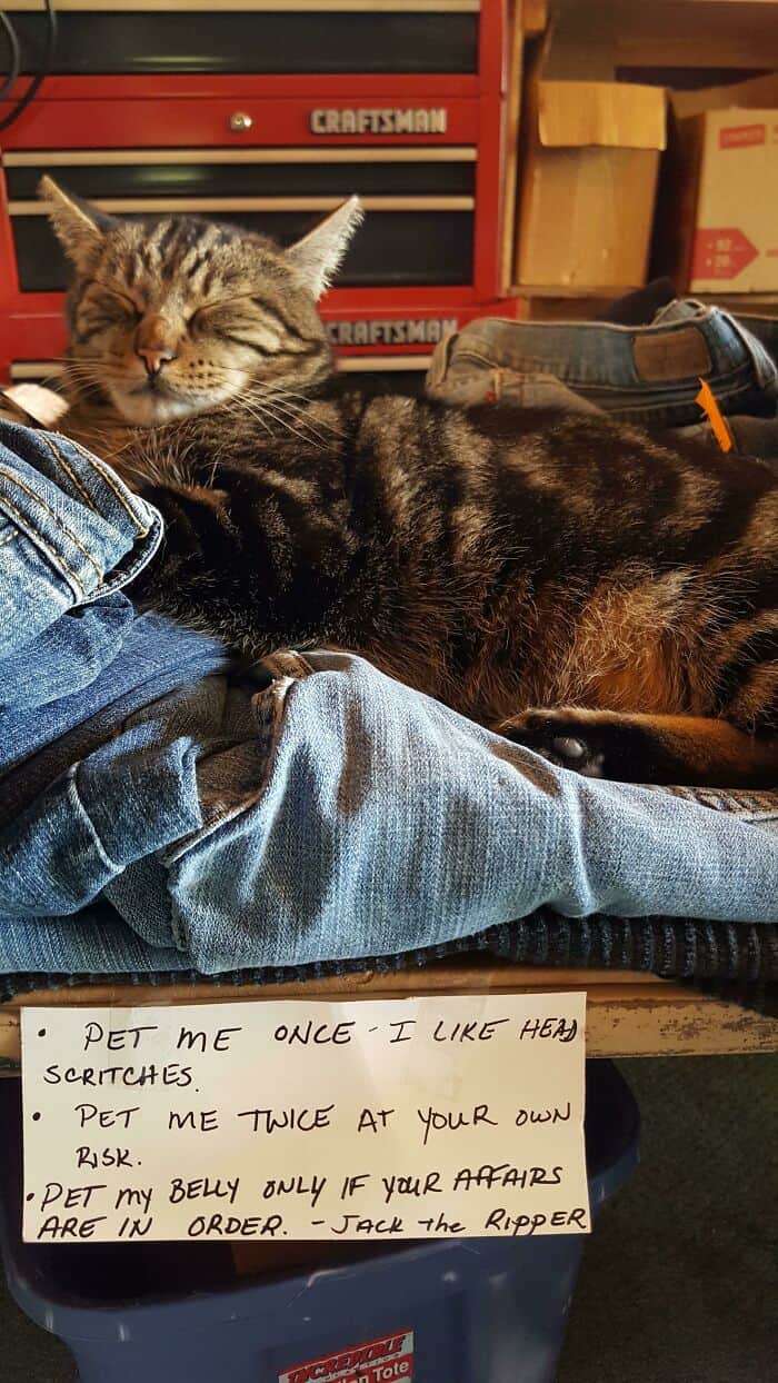 A funny cat sign warning visitors of the rules for petting a cat named Jack the Ripper.