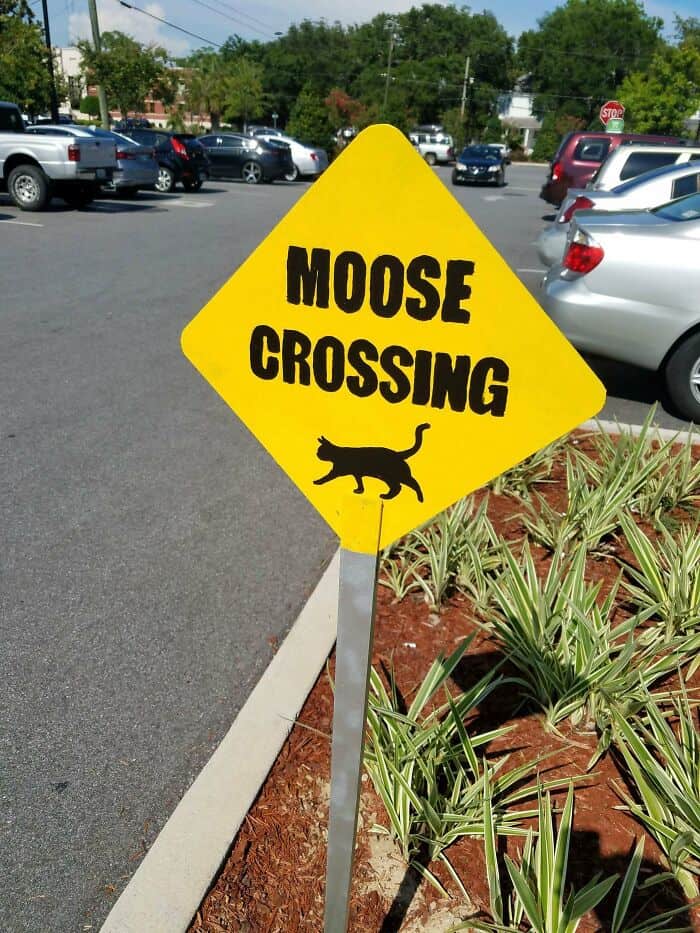 A hilarious and confusing funny cat sign in a parking lot that reads "MOOSE CROSSING" but has a picture of a cat.