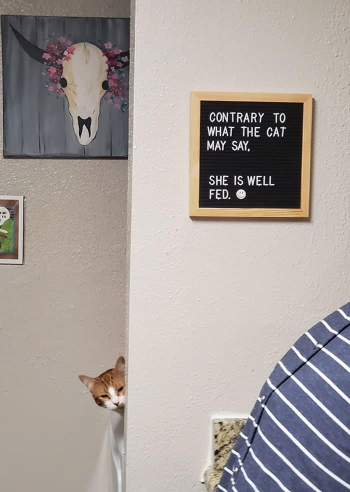 A funny cat sign on a letterboard warning guests that the cat is well-fed, as the cat peeks around the corner.