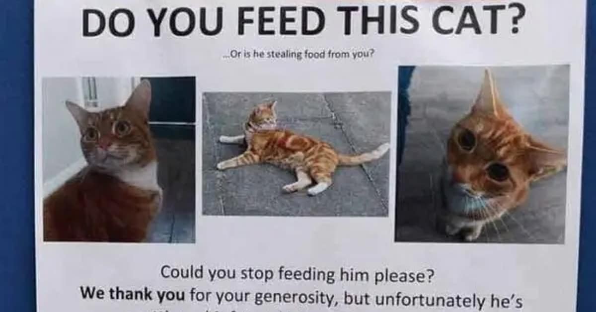 A gallery of the funniest cat signs from around the internet, featuring hilarious and unhinged cat warning signs.