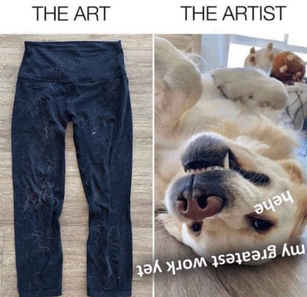 A funny dog meme using "The Art vs. The Artist" format to show leggings covered in dog hair next to a smiling dog.