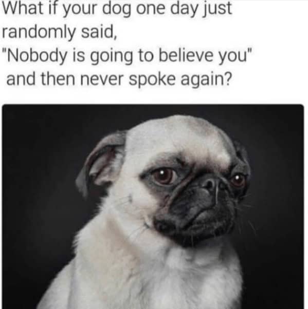 A spooky dog joke about a pug that randomly says, "Nobody is going to believe you," and then never speaks again.