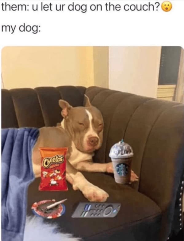 A funny dog meme showing a spoiled dog relaxing on a couch with Cheetos, a drink, and the TV remote.
