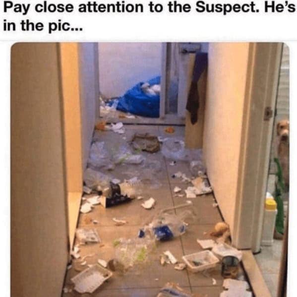 A funny dog meme showing a hallway destroyed by a dog, with the guilty pup peeking around a corner.