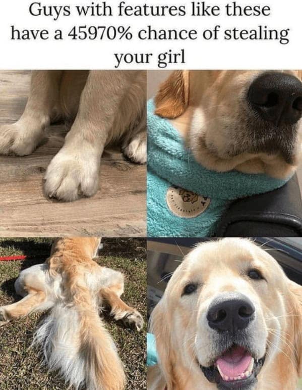 A funny dog meme listing the charming features of a golden retriever that have a high chance of "stealing your girl."
