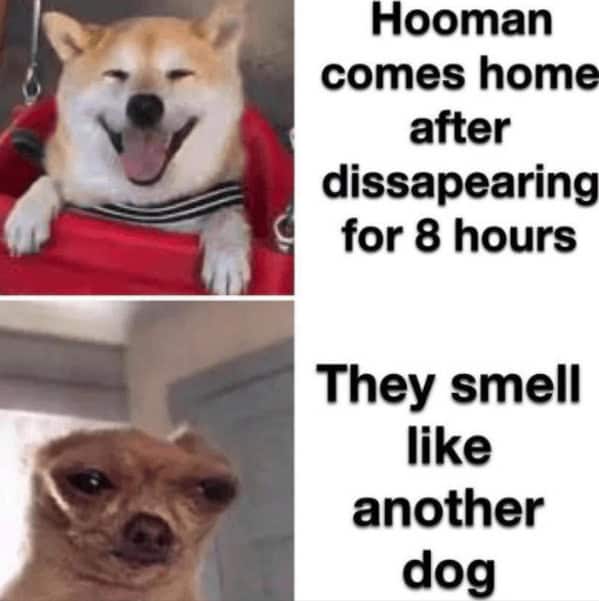 A funny dog meme showing a dog's happy face turning to suspicion after smelling another dog on their owner.