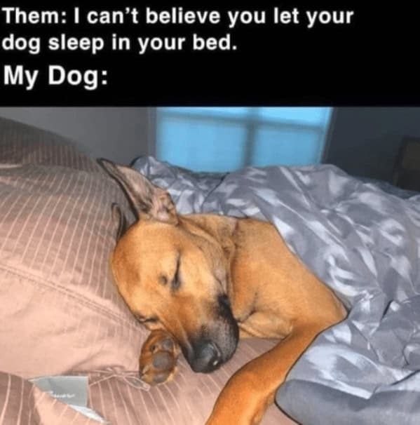 A funny dog meme of a spoiled dog sleeping peacefully, tucked into a human's bed under the covers.