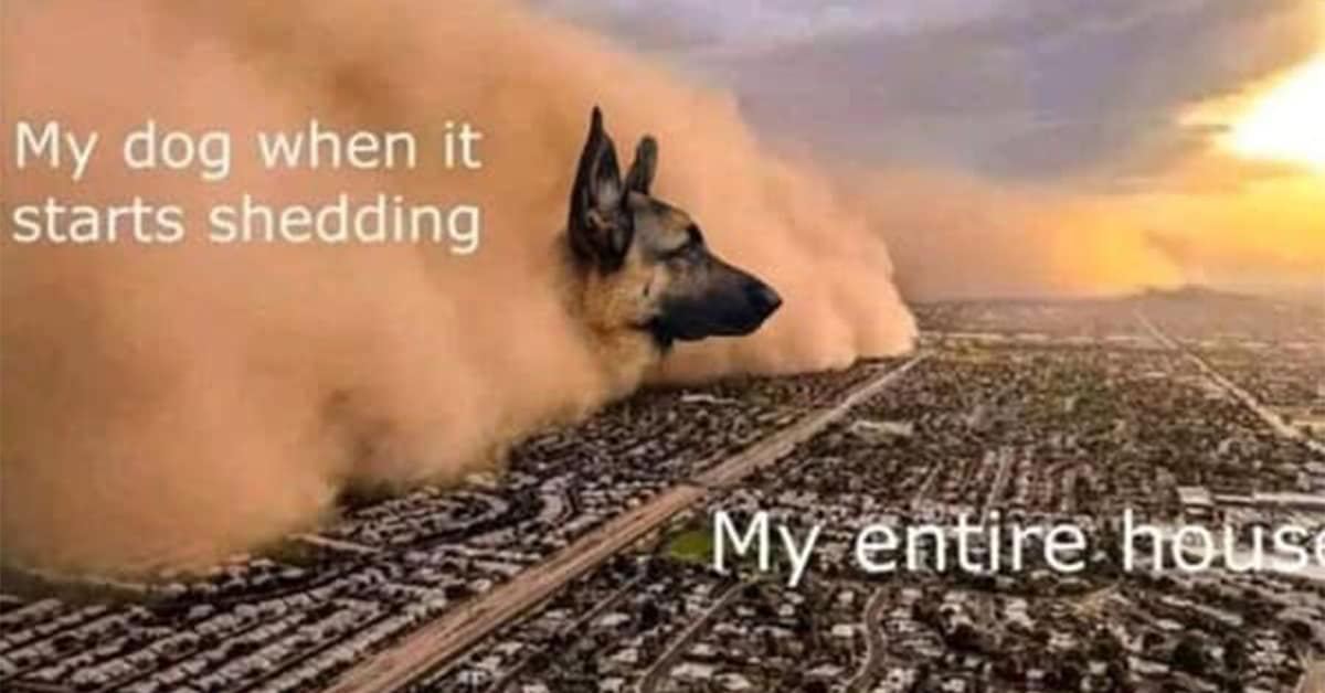 A gallery of the funniest dog memes, featuring hilarious and wholesome dog jokes and pictures.