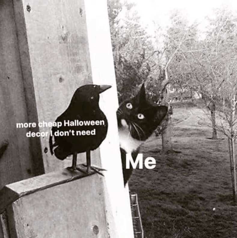 A funny meme of a cat eyeing a crow, representing the temptation to buy more cheap Halloween decorations.