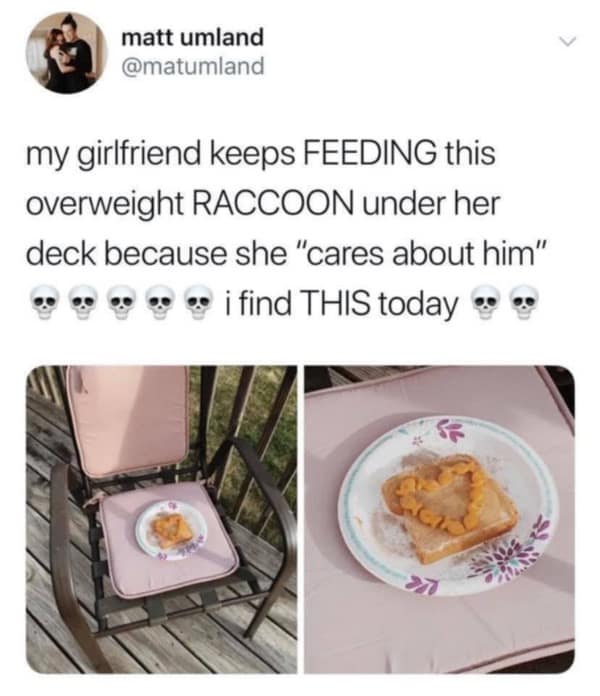 A tweet showing a heart-shaped meal of cat treats on toast prepared for an overweight raccoon.