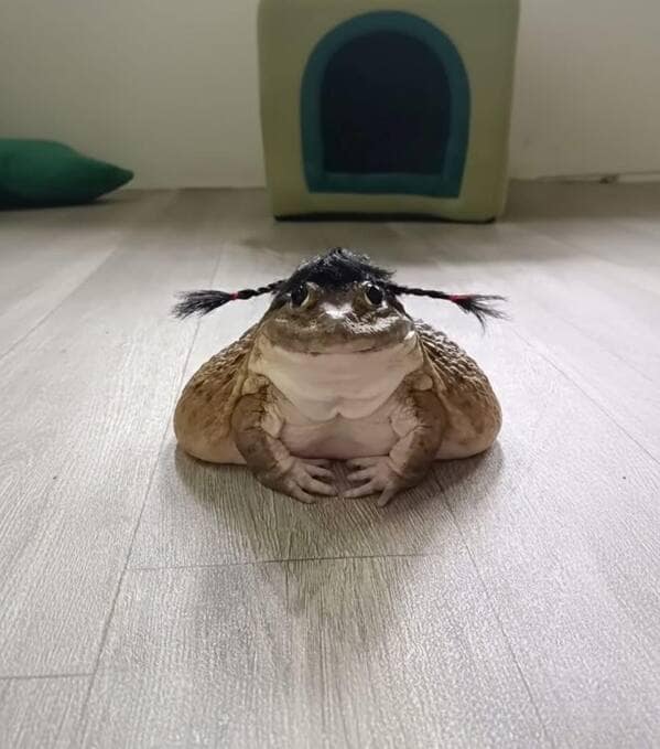 A funny and cute picture of a large, round budgett's frog wearing a wig with pigtails.