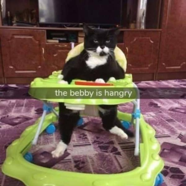 A funny cat meme showing a black and white cat standing in a baby walker, captioned "the bebby is hangry."
