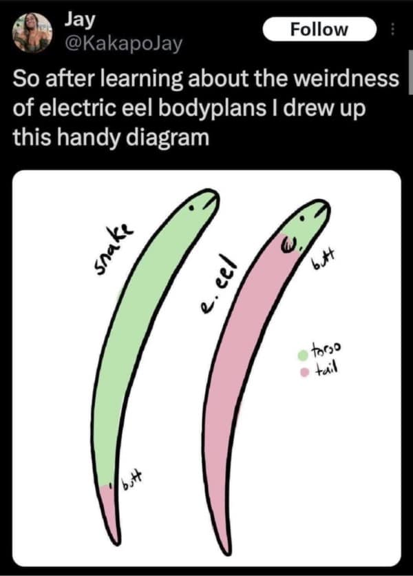 A funny science diagram illustrating the strange body plan of an electric eel compared to a snake's anatomy.
