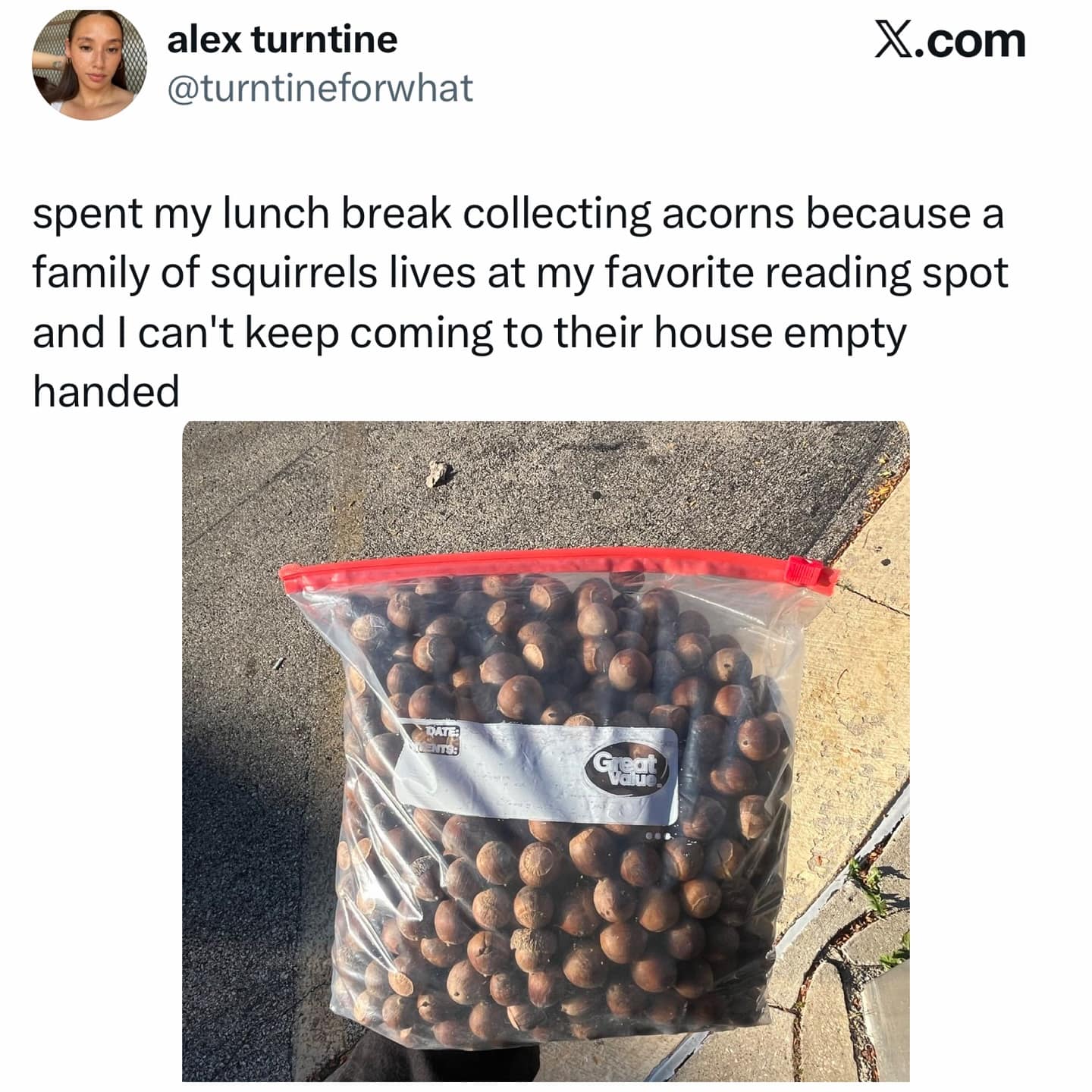 A wholesome tweet from someone who collected a giant bag of acorns for a local squirrel family.