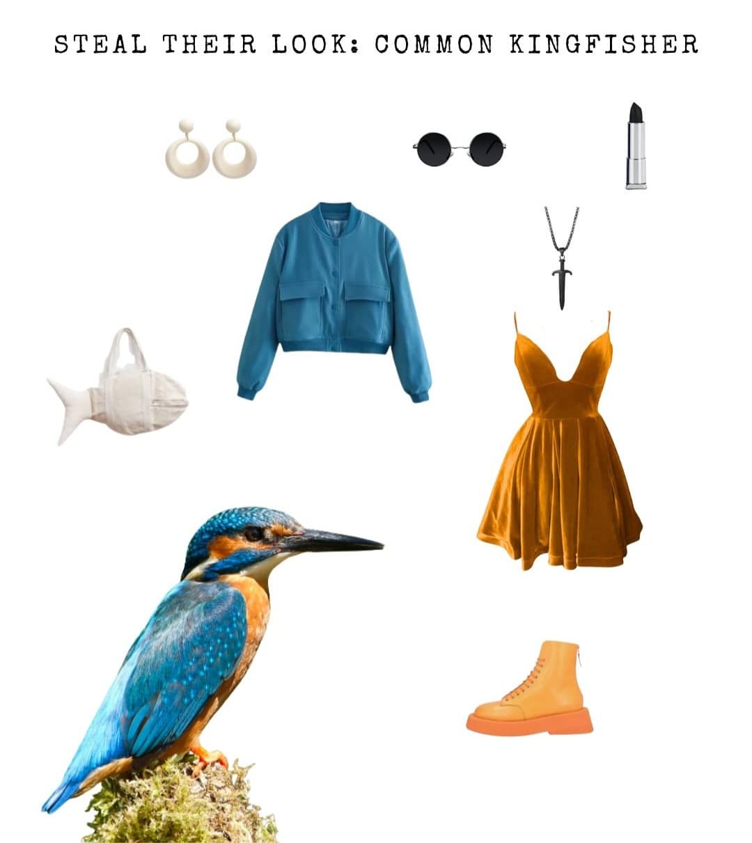 A "Steal Their Look" meme creating a fashionable outfit based on the blue and orange colors of a Kingfisher bird.