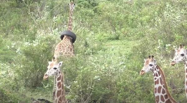 A wild giraffe looking at the camera with a large black car tire stuck around its neck.