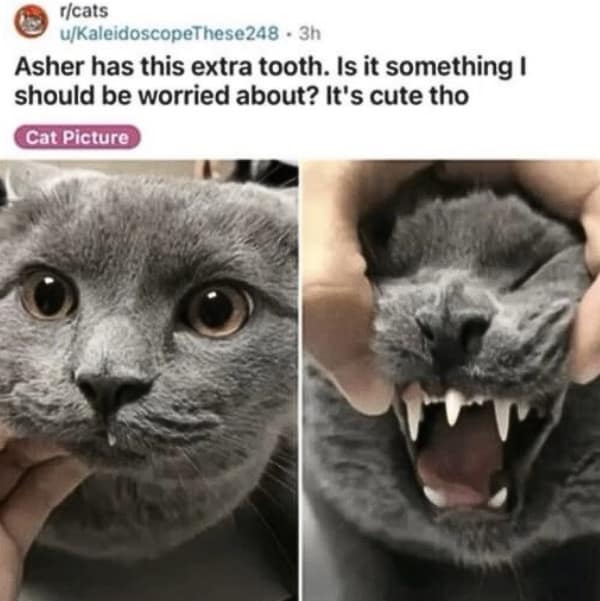 A cat meme showing a cute fang that reveals a mouth full of terrifying vampire-like teeth.