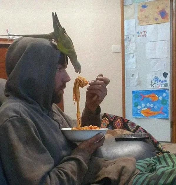A man eating spaghetti while his pet parrot hangs upside down from his head to share the meal.