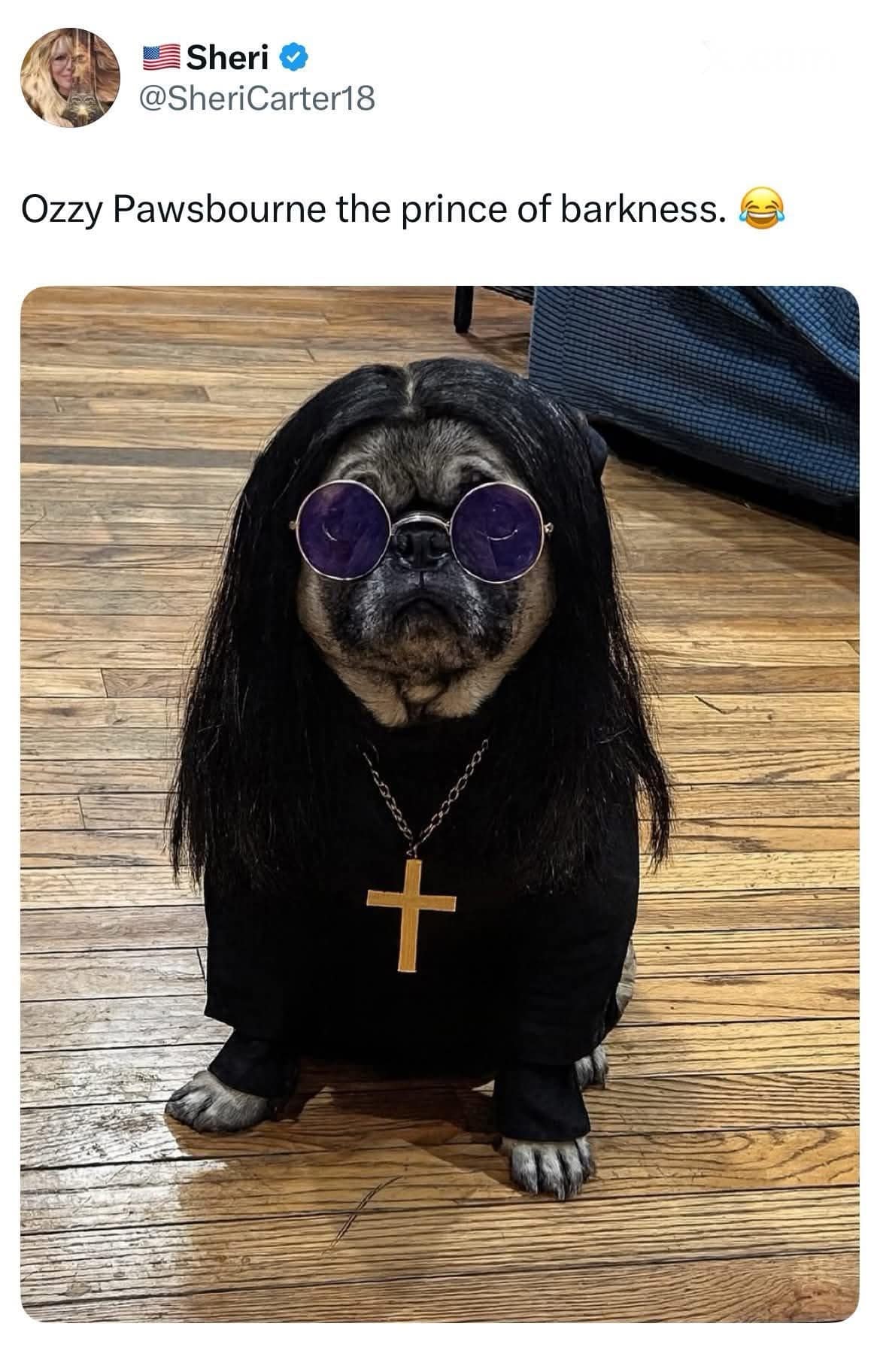 A cute pug dressed as Ozzy Osbourne with long hair and purple glasses, dubbed "Ozzy Pawsbourne."