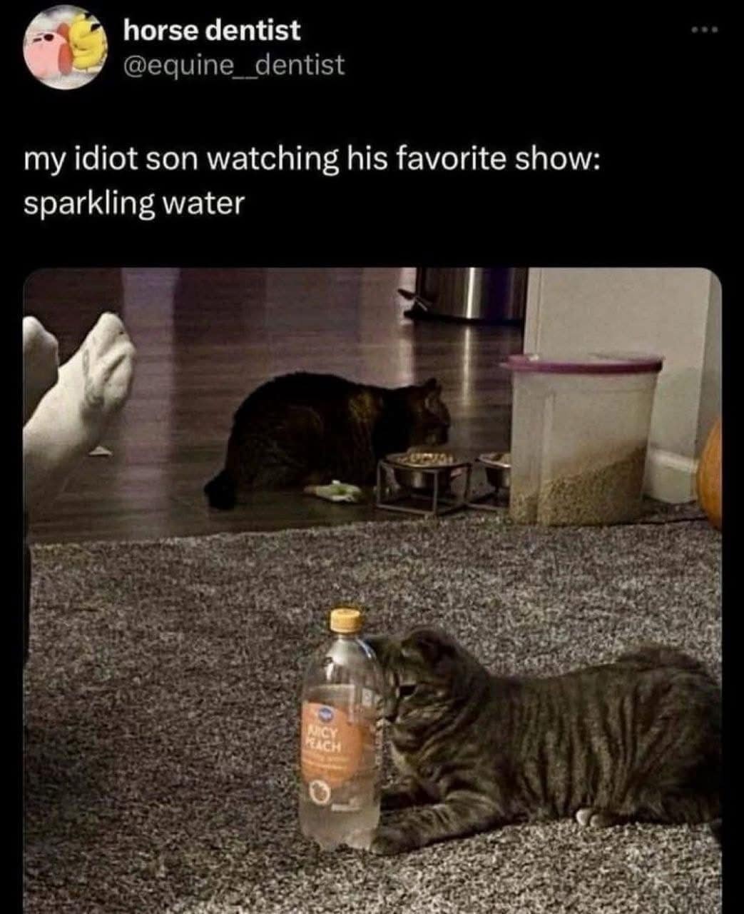 A funny tweet about a cat who loves to watch a bottle of sparkling water.