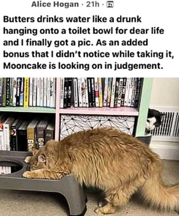 A funny Facebook post about a cat drinking water messily while another cat judges it.