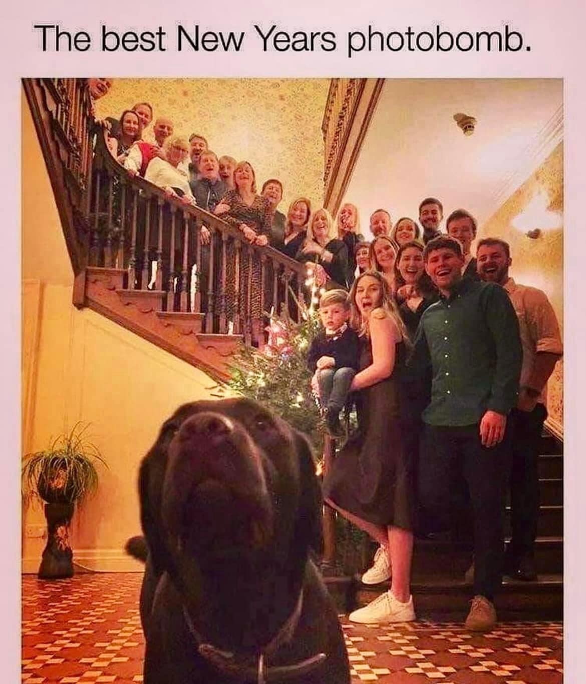Hilarious photobomb picture of a black dog making a goofy face, blocking a large family photo on stairs.