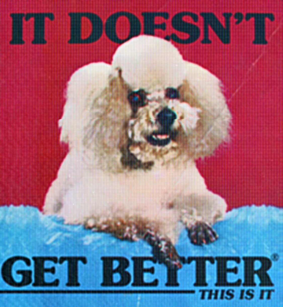 A surreal and threatening meme of a poodle with the caption, "It doesn't get better."