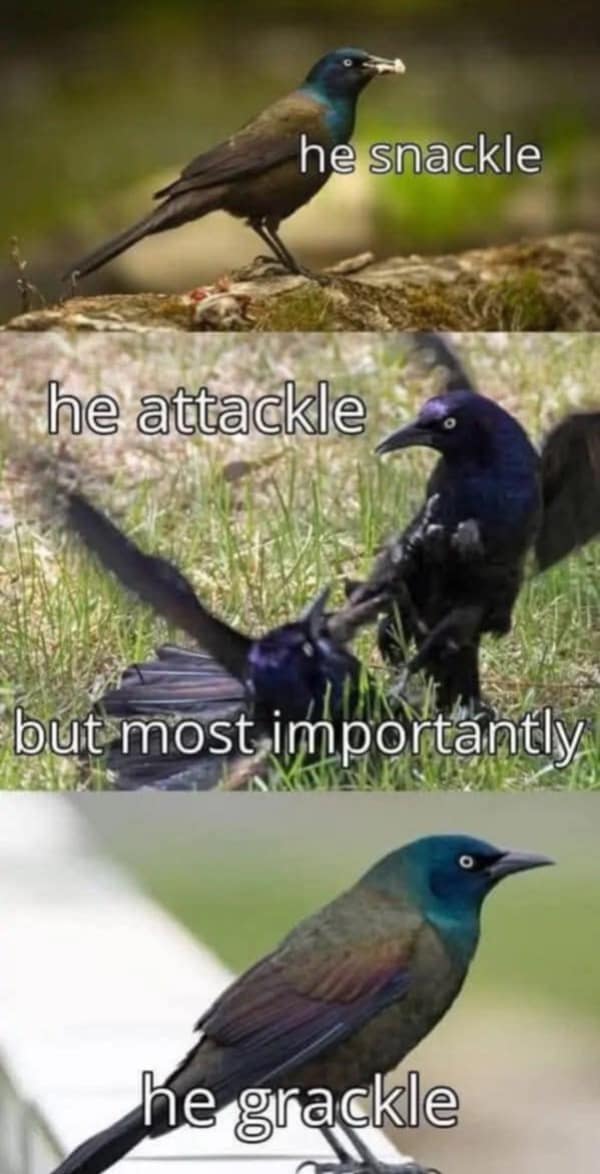 A classic "he attackle" meme format about a bird, but this time it's a "grackle."