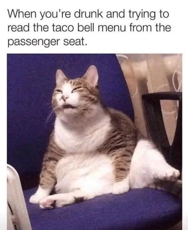 Funny taco meme using a dazed cat sitting awkwardly to represent being drunk trying to read the Taco Bell menu.