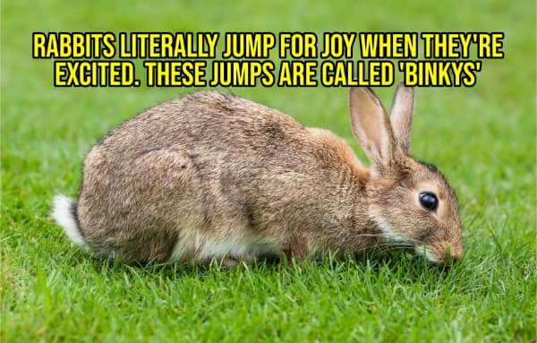 A wholesome fact about rabbits, explaining that they do happy jumps called "binkys" when they are excited.