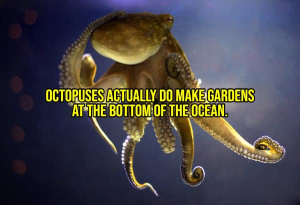 A happy fact that octopuses collect shiny objects and arrange them to create gardens on the ocean floor.