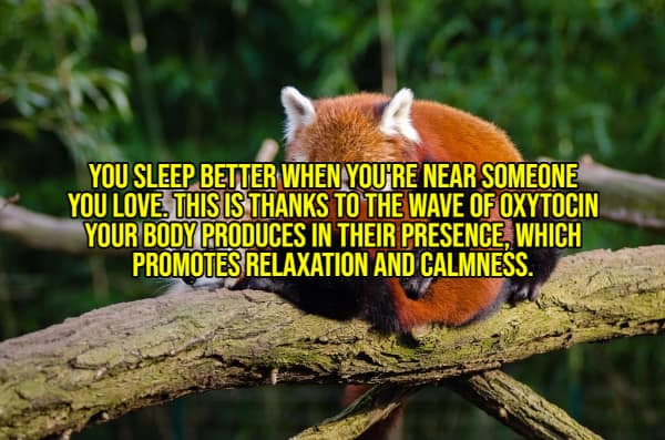 A wholesome fact, featuring a red panda, that you sleep better near someone you love because of oxytocin.