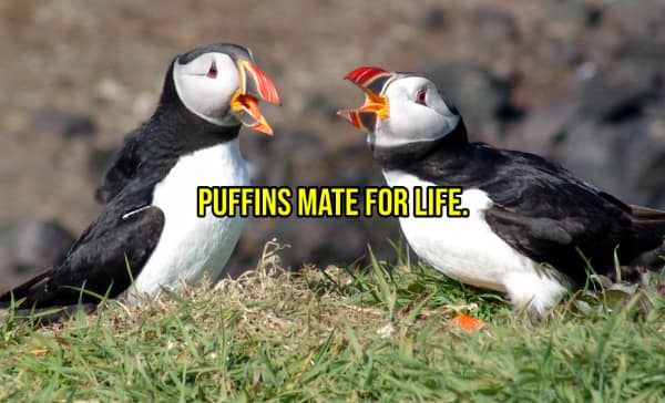 A wholesome fact showing two puffins and stating that these seabirds mate for life.