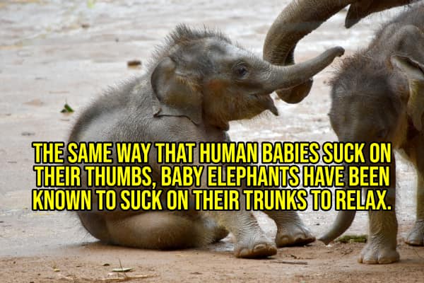 A happy fact with a picture of a baby elephant, explaining that they suck on their trunks for comfort.