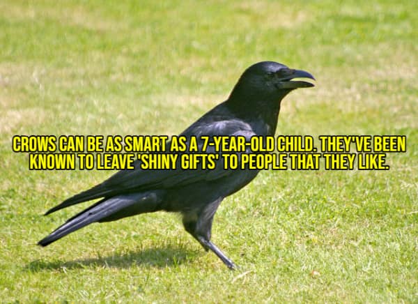 A wholesome fact about crows, explaining their intelligence and their habit of leaving shiny gifts for people they like.