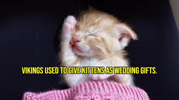 A happy fact shown over a sleeping kitten, stating that Vikings used to give kittens as wedding gifts.