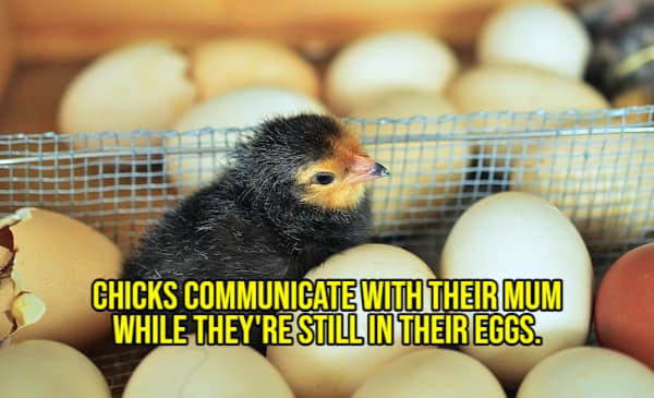 A wholesome fact with a picture of a newly hatched chick, explaining that they chirp to their moms from inside their eggs.