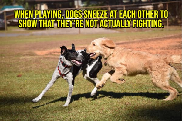 A happy fact explaining that when dogs are playing, they sneeze to signal that they are just having fun.