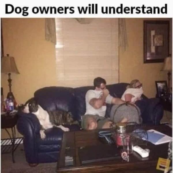 A funny meme showing a couple covering their faces from a dog's fart while the dog looks proud.