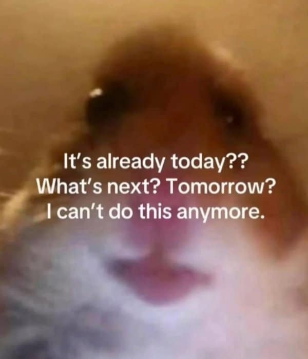 A hilarious meme of a hamster's face with the caption, "It's already today?? What's next? Tomorrow? I can't do this anymore."