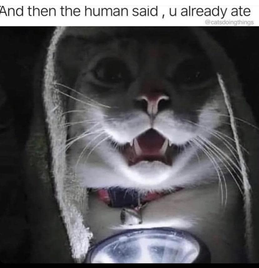 A funny meme of a cat holding a flashlight under its chin, telling the scary story of being told "u already ate."