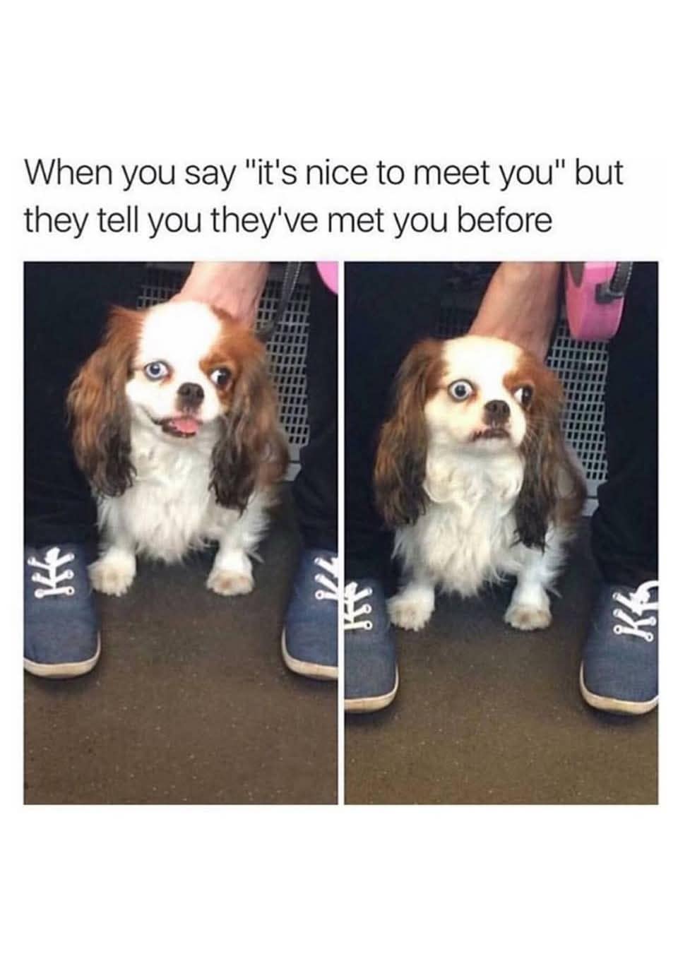 A hilarious meme showing a dog's panicked face to represent the feeling of being told you've met someone before.